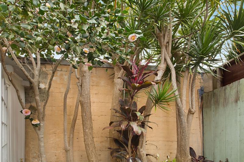 Paddington Garden Cottage With Fast Wifi Σίδνεϊ Εξωτερικό φωτογραφία